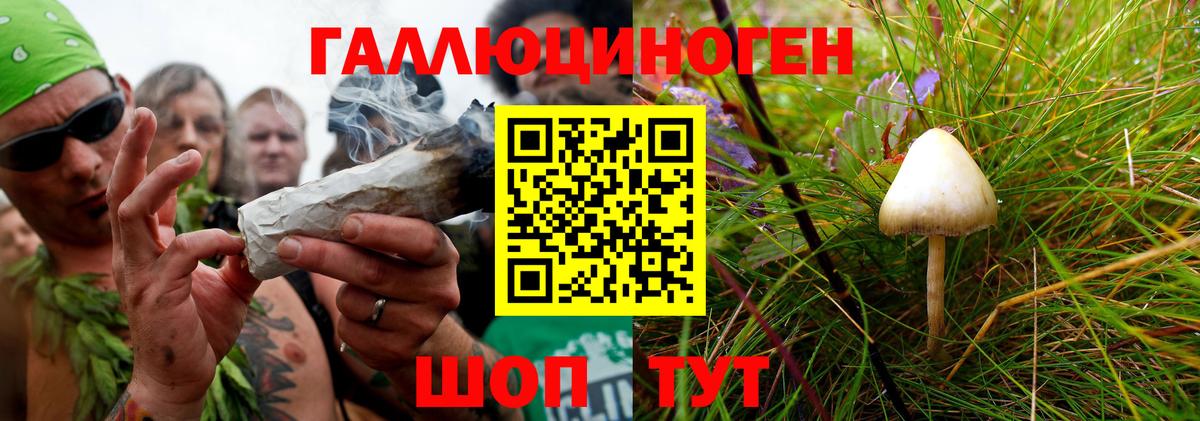 Канаш  Галлюциногенные грибы Psilocybine cubensis  Вход с VPN  Псилоцибиновые грибы Psilocybine cubensis 